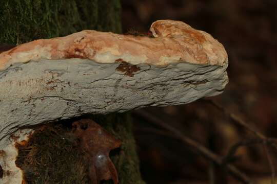 Ganoderma polychromum (Copel.) Murrill 1908的圖片