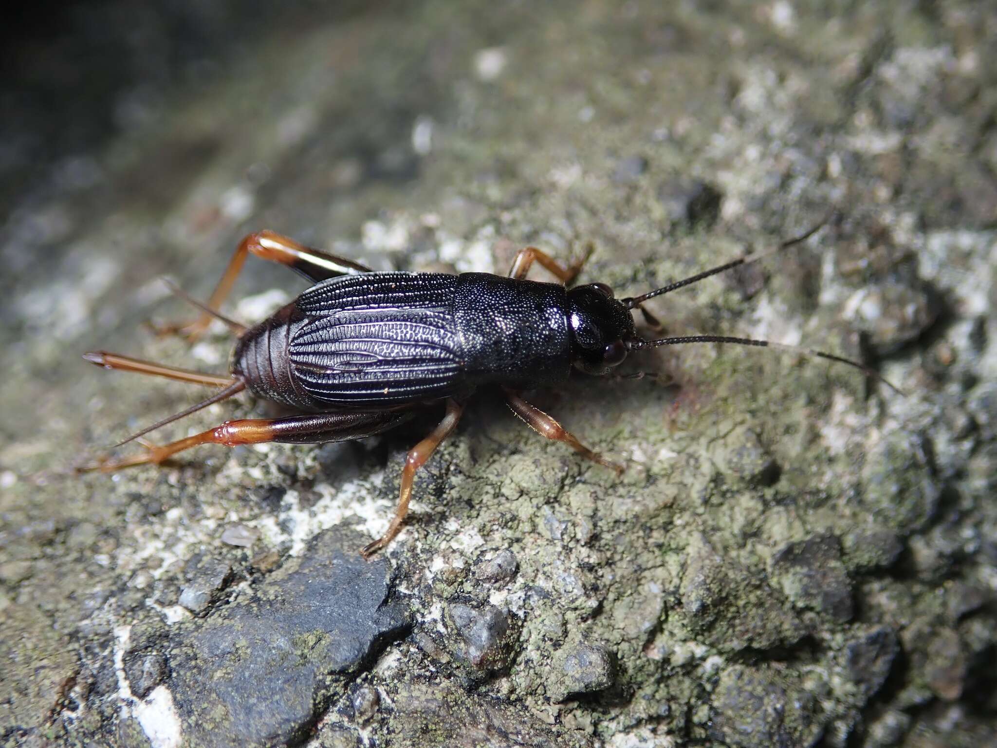 Image de Sclerogryllus punctatus (Brunner von Wattenwyl 1893)