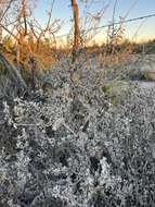 Image of Big Bend barometerbush