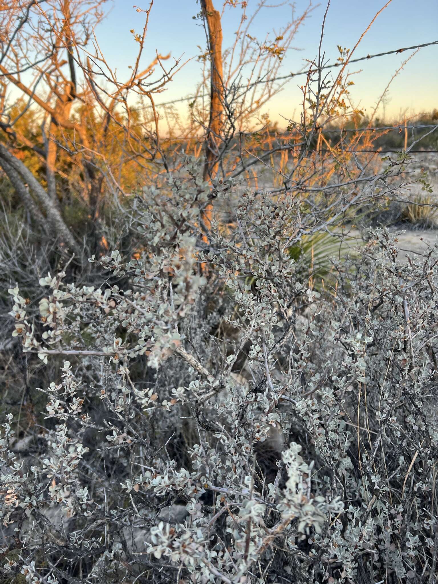 Image of Big Bend barometerbush