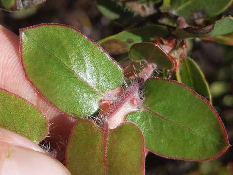 Plancia ëd Arctostaphylos pechoensis (Abrams) Dudley