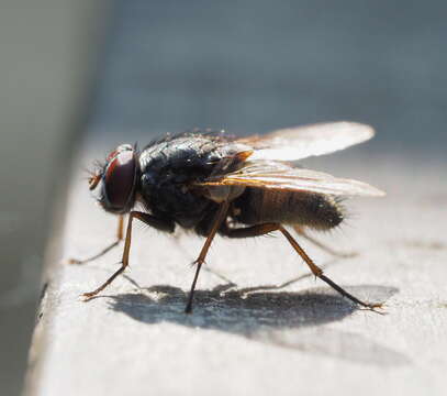 Image of False stable fly