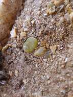 Image of Conophytum longum N. E. Br.