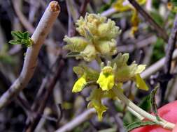 Stachys aurea Benth. resmi