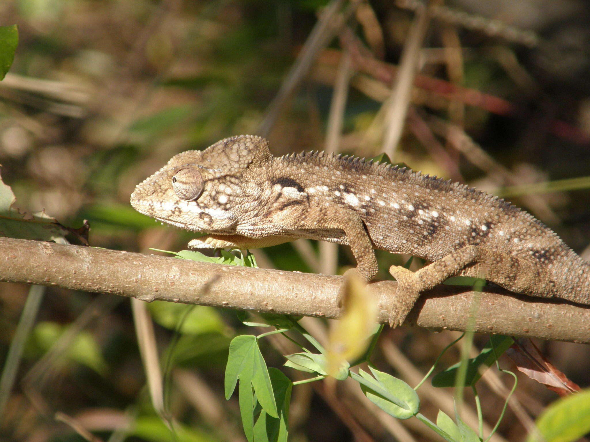 Plancia ëd Furcifer oustaleti (Mocquard 1894)