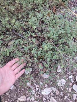 Image of black prairie clover