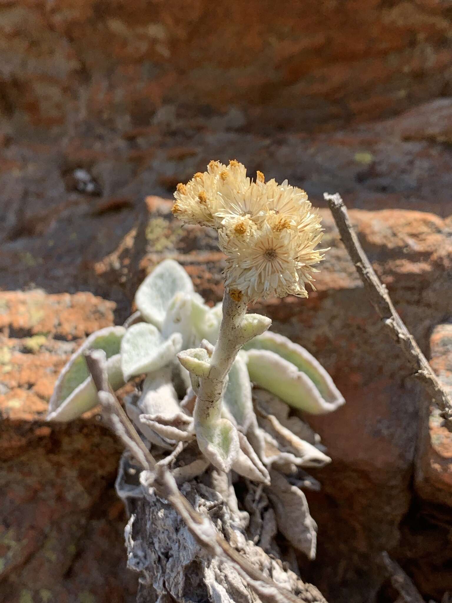 Image of Helichrysum homilochrysum S. Moore