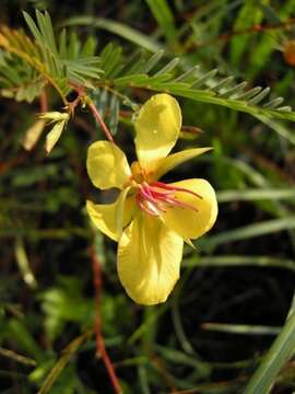 Image of Florida Keys sensitive pea