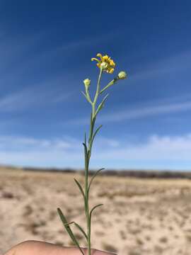 Image of roundleaf snakeweed