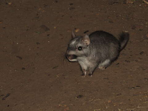 Image of Plains viscachas