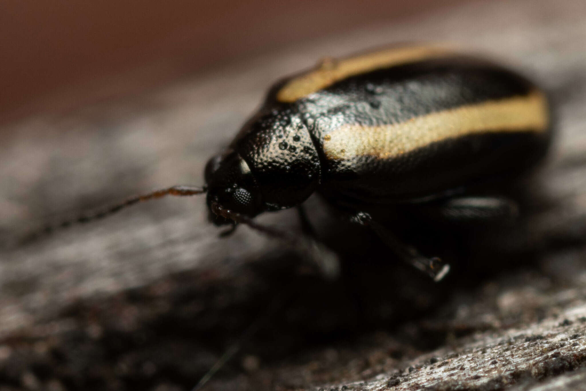 Image of Turnip flea beetle