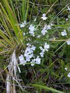 Image of perennial savory