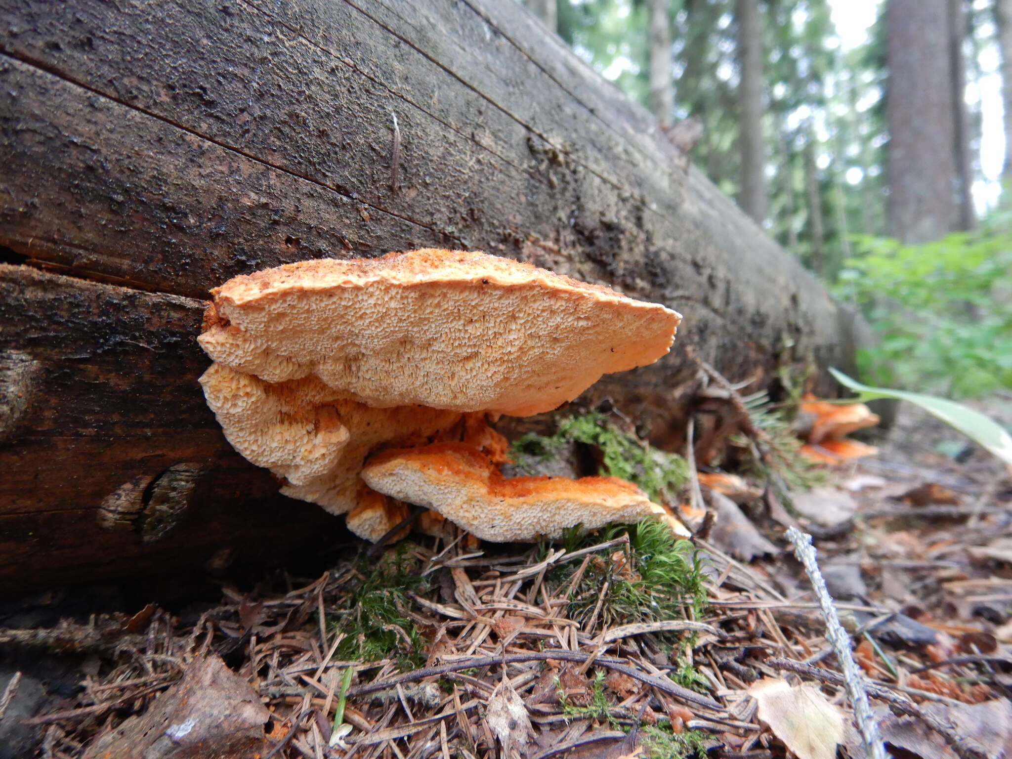 Image of Pycnoporellus fulgens (Fr.) Donk 1971