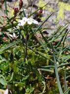 Imagem de Hornungia alpina subsp. alpina