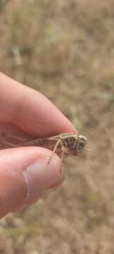 Image of Platycleis affinis affinis Fieber 1853