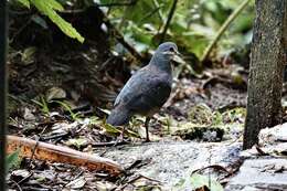 Image of Purplish-backed Quail-Dove