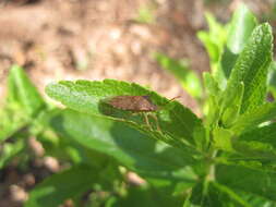 Image of Spined Soldier Bug