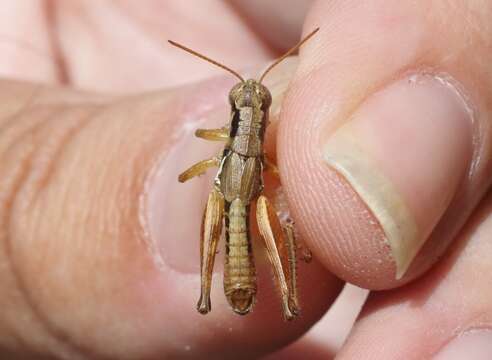 Melanoplus gracilipes Scudder & S. H. 1897的圖片