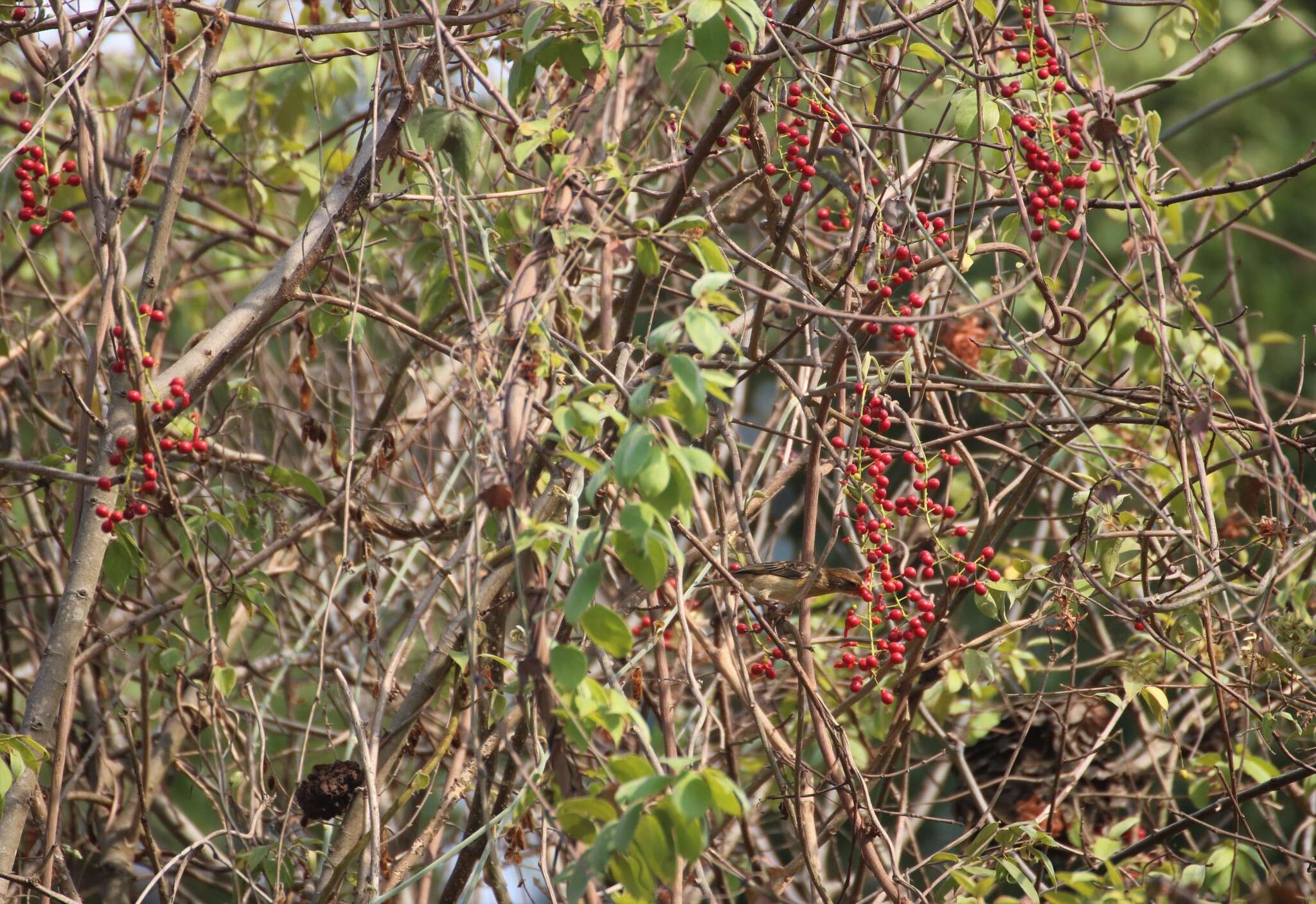 Image of Tinospora sinensis (Lour.) Merr.