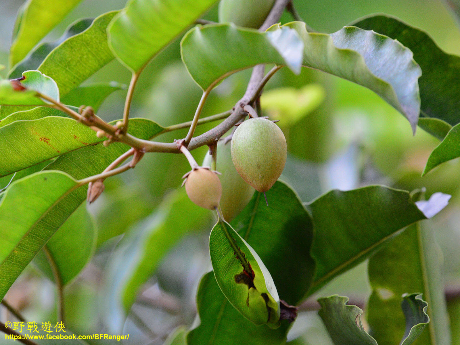 Image of Spanish cherry