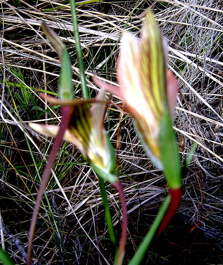 Image of Romulea setifolia N. E. Br.