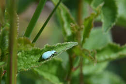 Image of Phyllobius (Subphyllobius) virideaeris (Laicharting 1781)