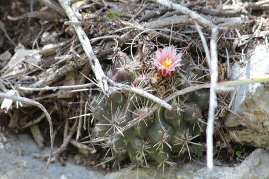 Image of Thelocactus tulensis (Polseg.) Britton & Rose