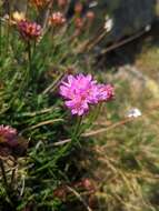 Image of Armeria bigerrensis (C. Vicioso & Beltrán) Rivas Martinez