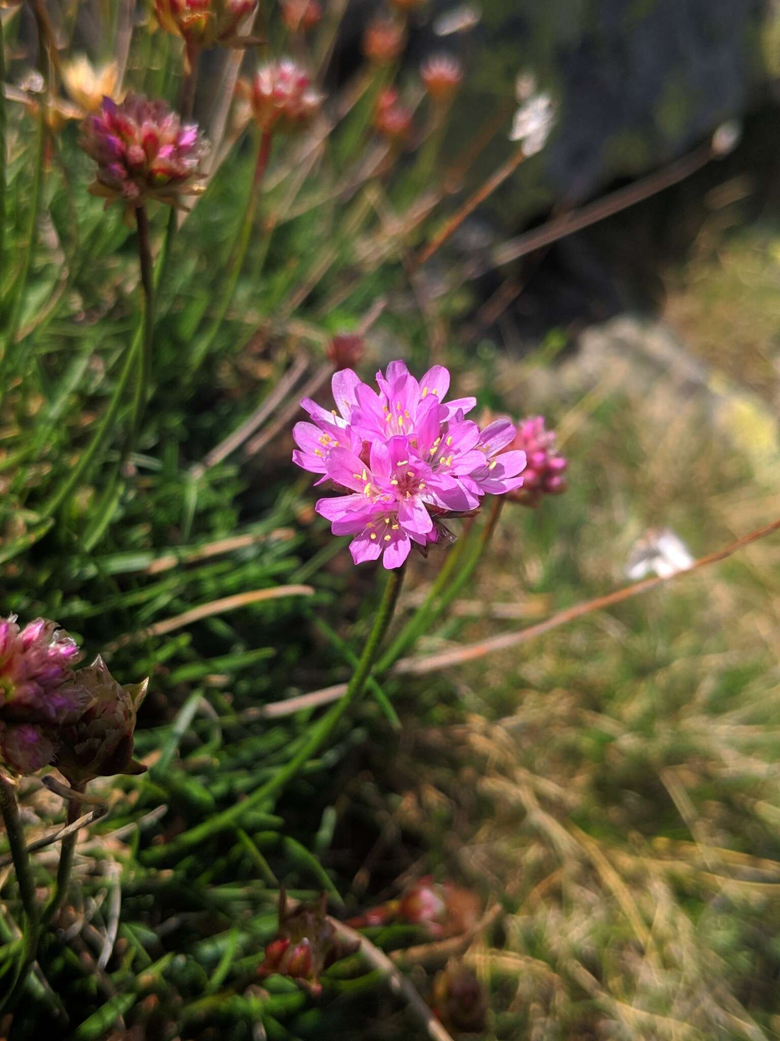 Image of Armeria bigerrensis (C. Vicioso & Beltrán) Rivas Martinez