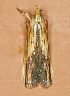 Ancylostomia resmi