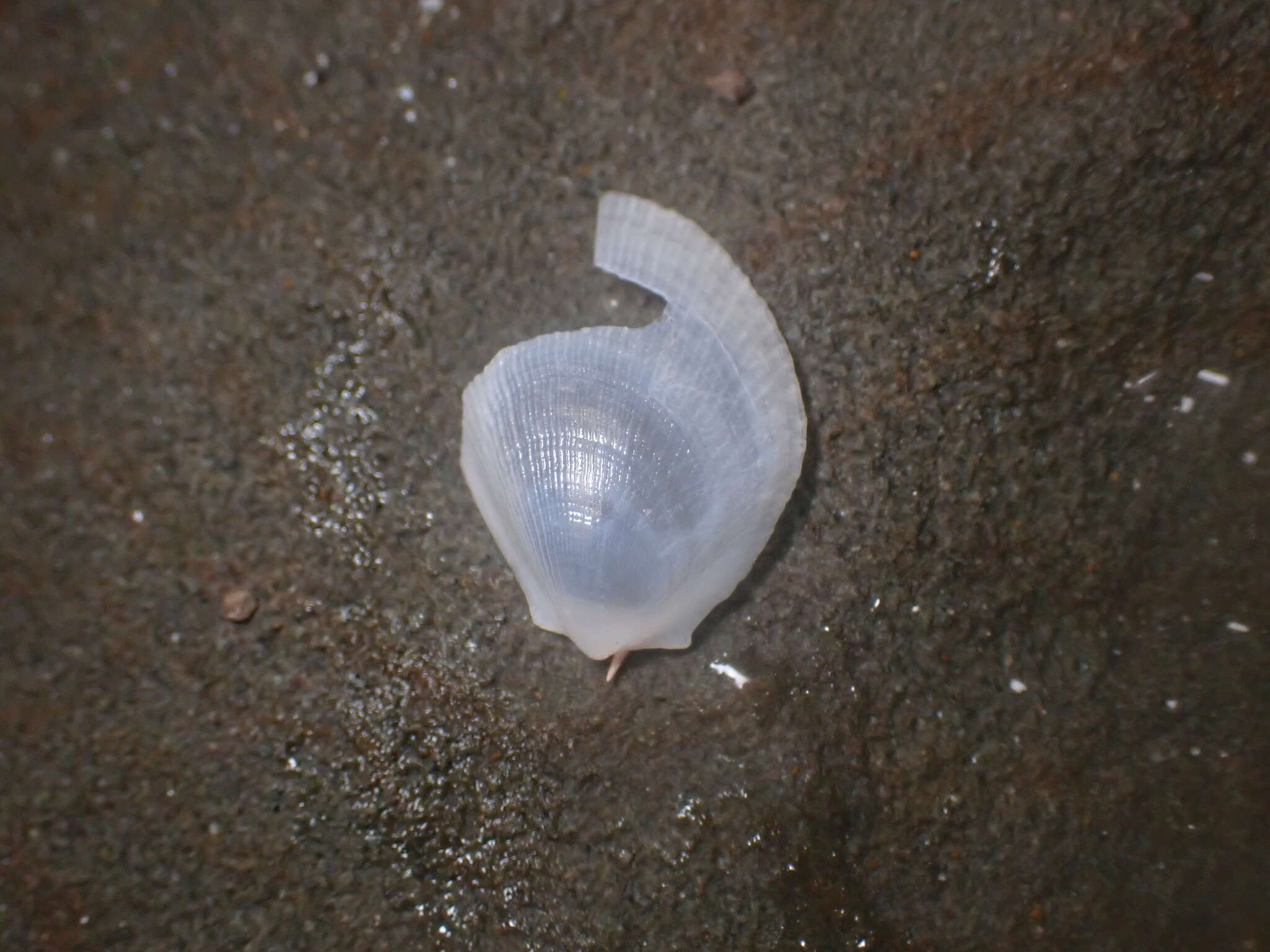 Image of Limaria orientalis (Adams & Reeve 1850)