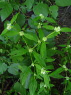 Image of Smooth False Buttonweed