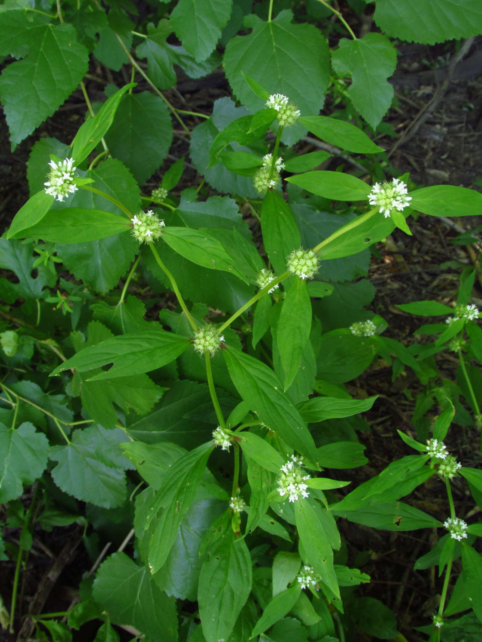 Image of Smooth False Buttonweed