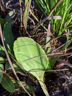 Image of White Indian Plantain