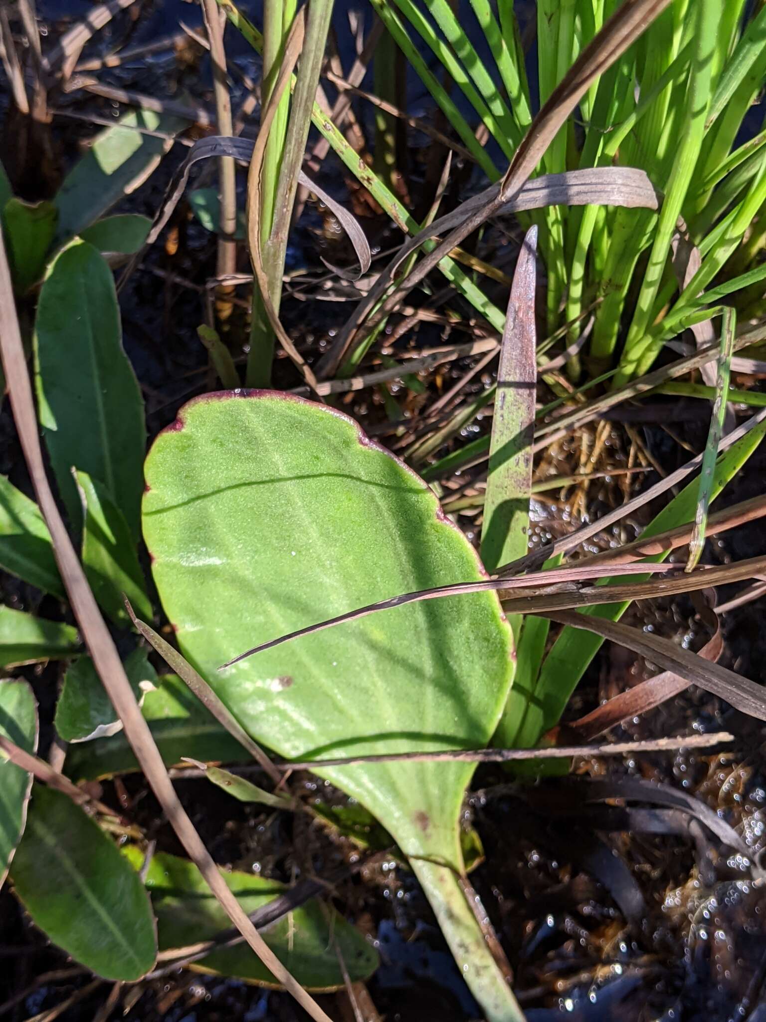 Image of White Indian Plantain