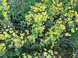 Image of Wood Spurge