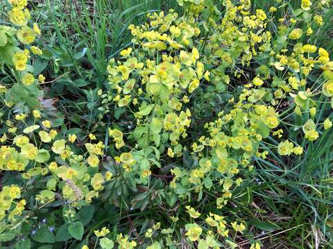 Image of Wood Spurge