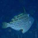 Image of Spotted filefish