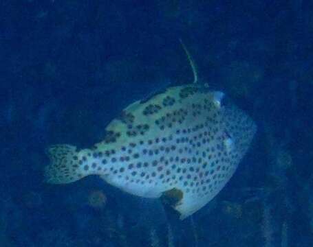 Image of Spotted filefish