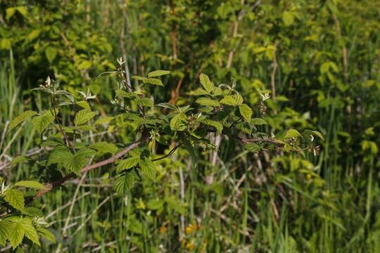 Image of Rubus sachalinensis H. Lév.