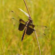 Libellula luctuosa Burmeister 1839 resmi