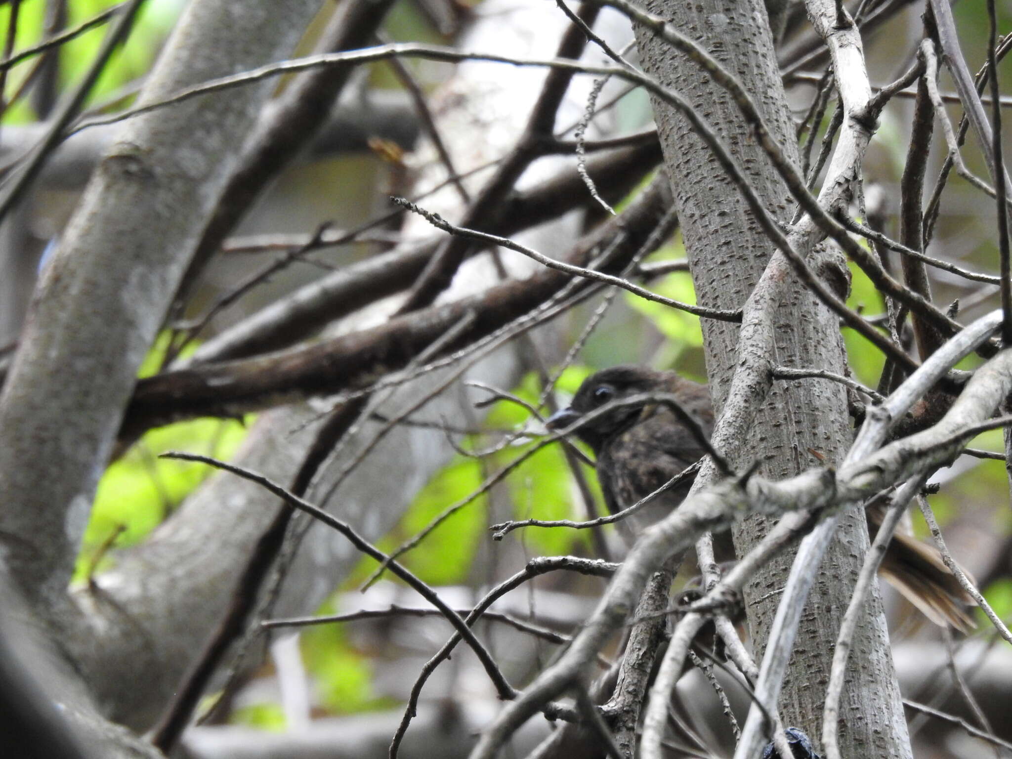 Image of White-eared Ground Sparrow