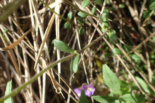 Слика од Chaenorhinum origanifolium (L.) Fourr.