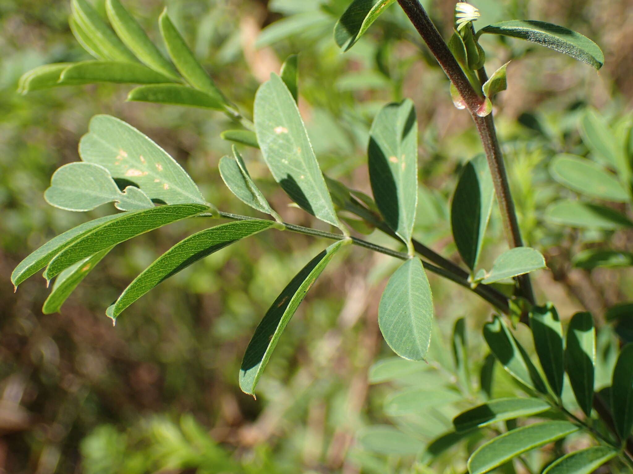 Tephrosia shiluwanensis Schinz的圖片