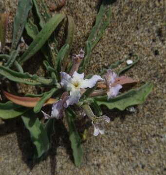 Image of Matthiola bolleana subsp. morocera