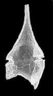 Image of Ceratium brachyceros Daday 1907