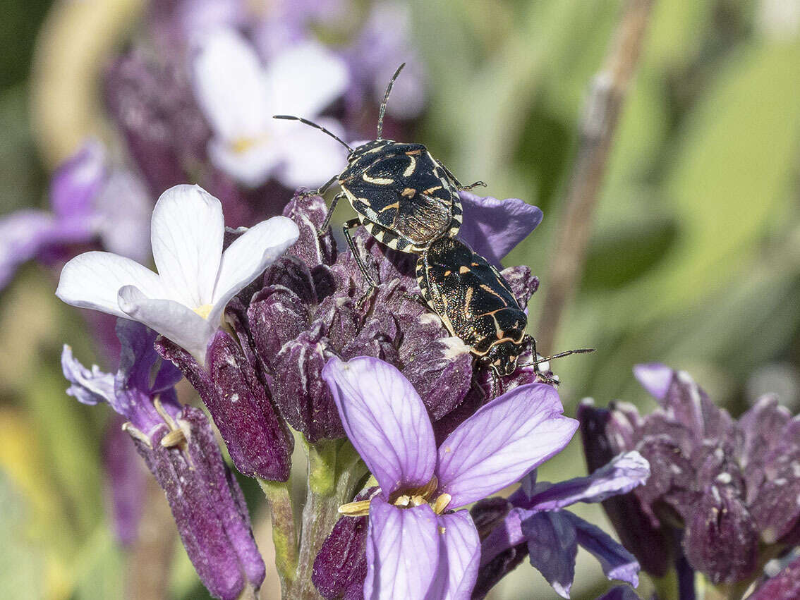 Image of <i>Eurydema lundbladi</i> Lindberg 1960