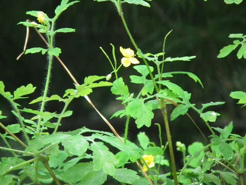 Image of Erysiphe macleayae R. Y. Zheng & G. Q. Chen 1981