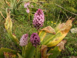 صورة Anacamptis pyramidalis var. urvilleana (Sommier & Caruana) Schltr.