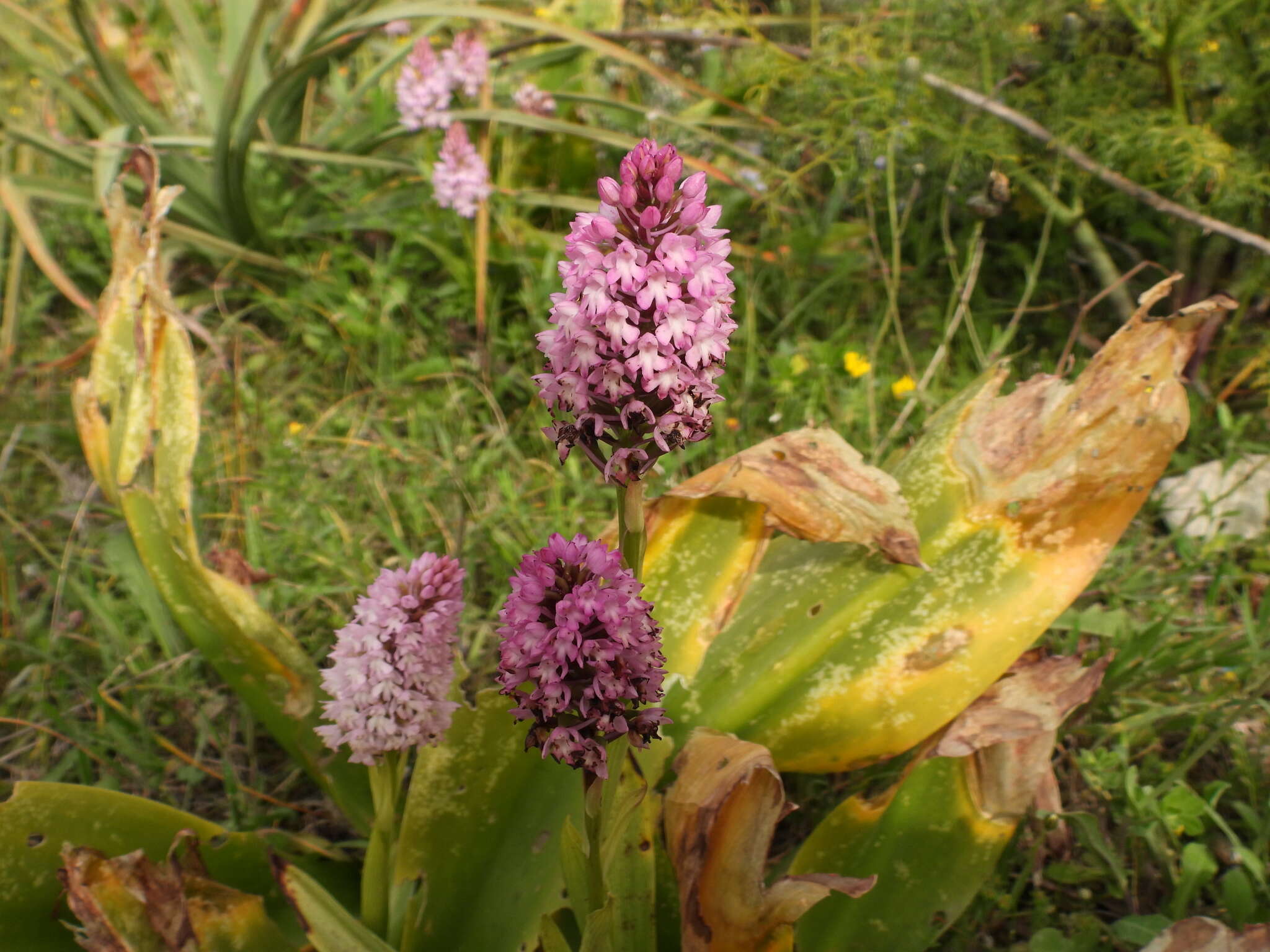 صورة Anacamptis pyramidalis var. urvilleana (Sommier & Caruana) Schltr.